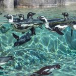 Penguin Colony via Whale Route